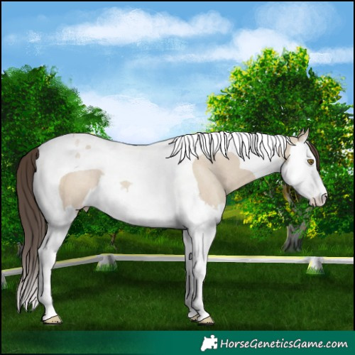 Horse Color:Classic Champagne Dun Splash Tobiano Rabicano 