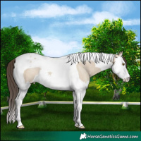 Horse Color:Classic Champagne Dun Splash Tobiano Rabicano