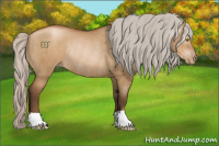 Horse Color:Gray Silver Grullo Pearl Rabicano