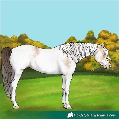 Horse Color:White Spotted Amber Champagne 
