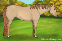 Horse Color:Red Dun 