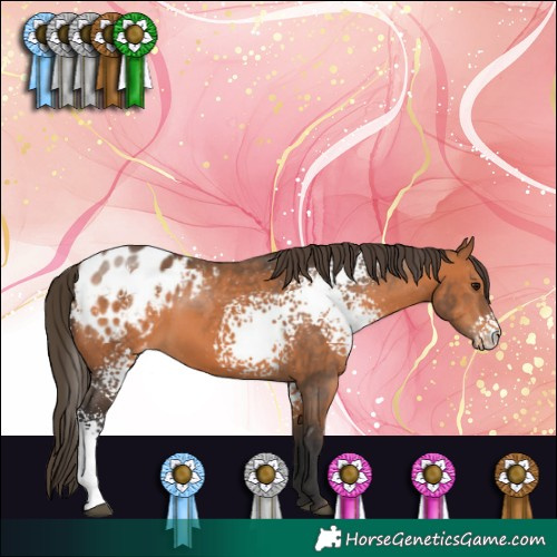 Horse Color:White Spotted Bay Blanket 
