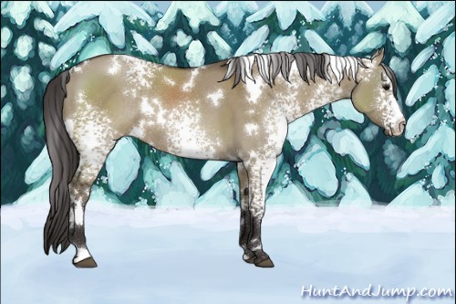 Horse Color:White Spotted Smoky Grullo Rabicano 