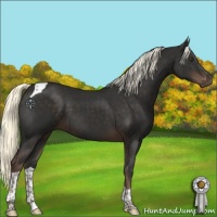 Horse Color:Liver Chestnut Mushroom Tobiano 
