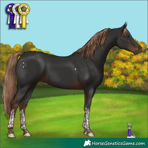 Horse Color:Liver Chestnut Tobiano 
