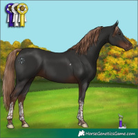 Horse Color:Liver Chestnut Tobiano 