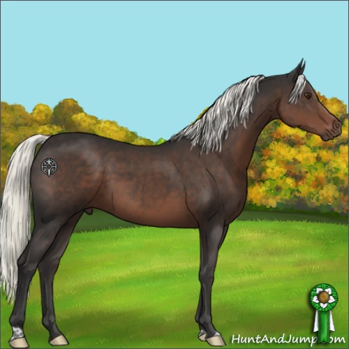 Horse Color:Liver Chestnut Mushroom 