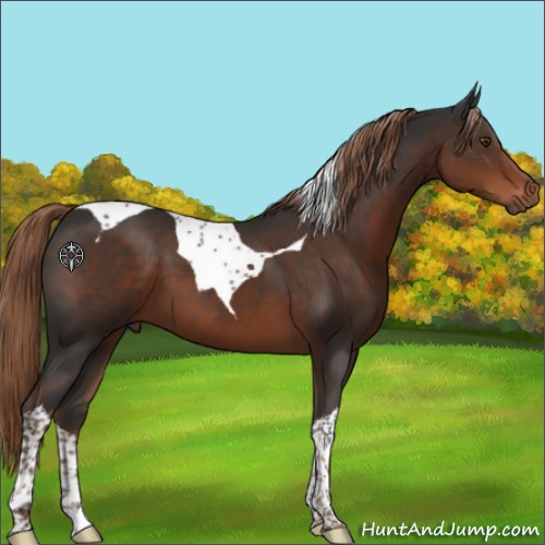 Horse Color:Liver Chestnut Tobiano 