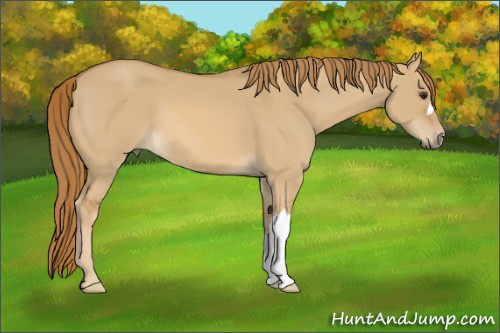 Horse Color:Unknown 