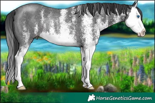 Horse Color:White Spotted Black Splash Rabicano 