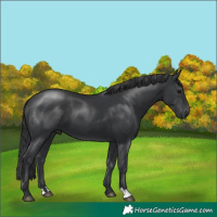 Horse Color:Black 