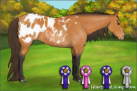 Horse Color:Buckskin Blanket 