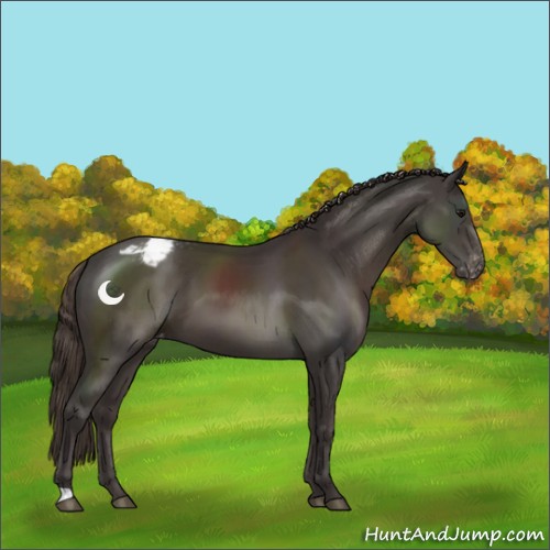 Horse Color:Smoky Black Snowcap 
