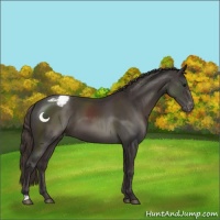 Horse Color:Smoky Black Appaloosa 