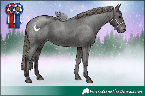 Horse Color:Smoky Black Appaloosa 
