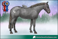 Horse Color:Smoky Black Appaloosa 