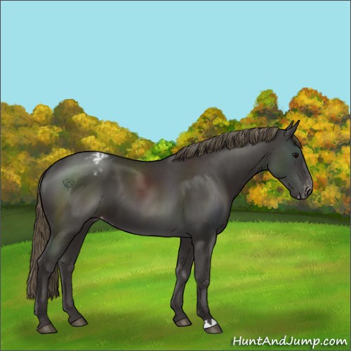 Horse Color:Smoky Black Appaloosa 