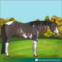Horse Color:Brown Sabino Tobiano 