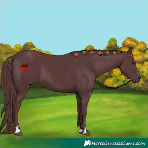 Horse Color:Chocolate Black 