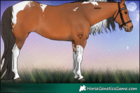 Horse Color:Bay Tobiano 