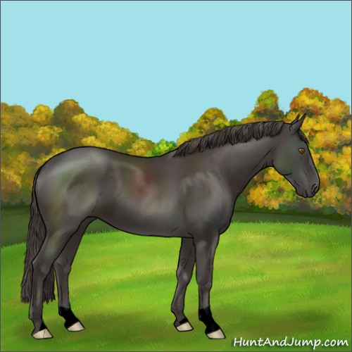 Horse Color:Void Smoky Black 