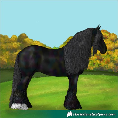 Horse Color:Midnight Black 