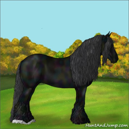 Horse Color:Midnight Black 