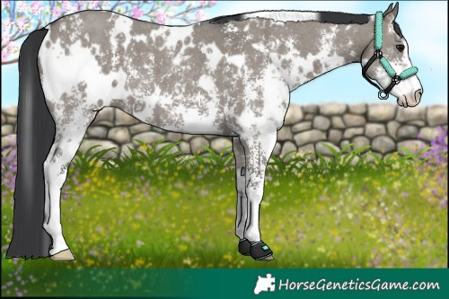Horse Color:White Spotted Grullo Sabino
