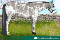 Horse Color:White Spotted Grullo Sabino 