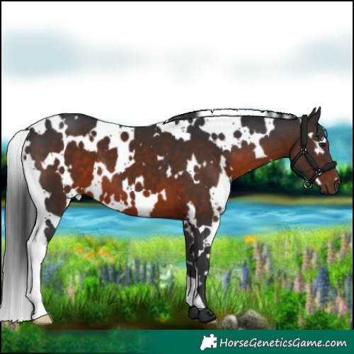 Horse Color:White Spotted Brown 