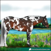 Horse Color:White Spotted Brown 