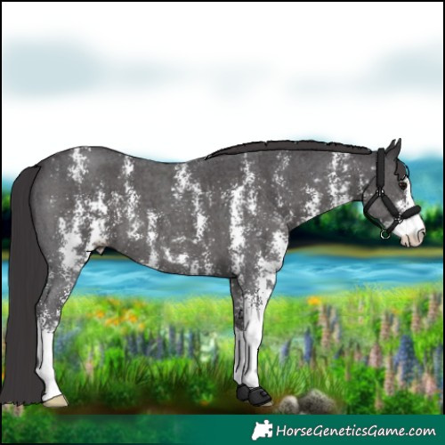 Horse Color:Smoky Black Sabino 