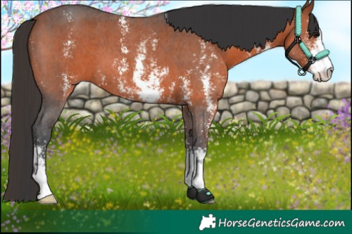 Horse Color:Bay Sabino 