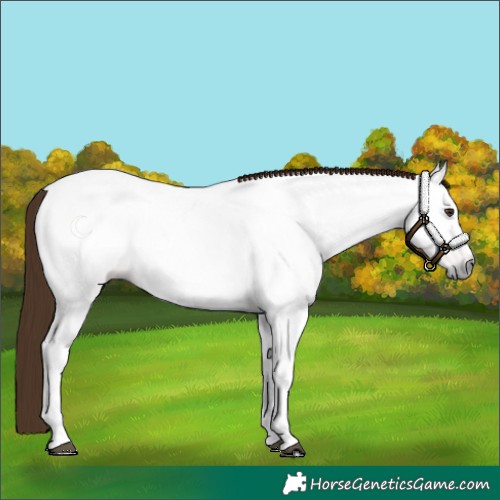 Horse Color:Gray Chestnut 