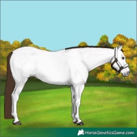 Horse Color:Gray Chestnut