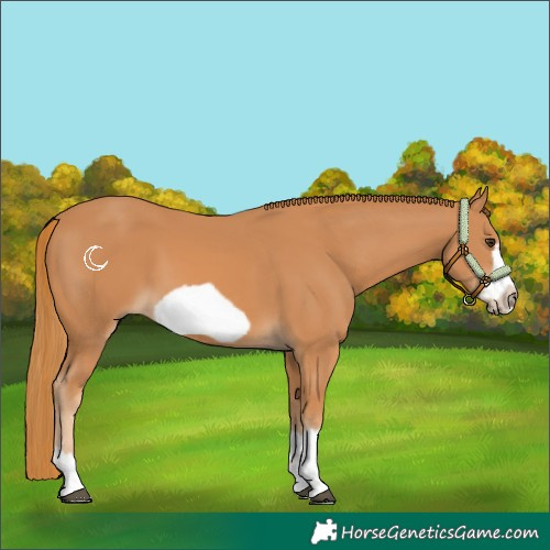 Horse Color:Chestnut Frame 