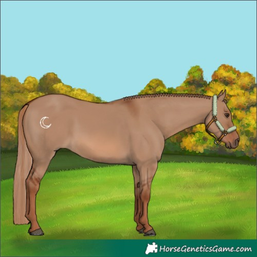 Horse Color:Red Dun 