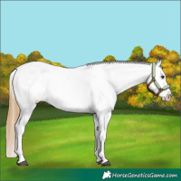Horse Color:Red Dun Appaloosa 