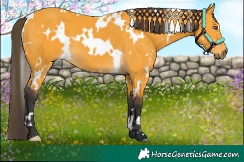 Horse Color:White Spotted Buckskin 