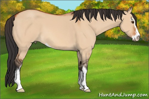 Horse Color:Bay Dun Sabino 