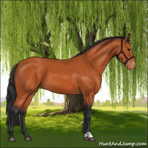 Horse Color:Bay Appaloosa 