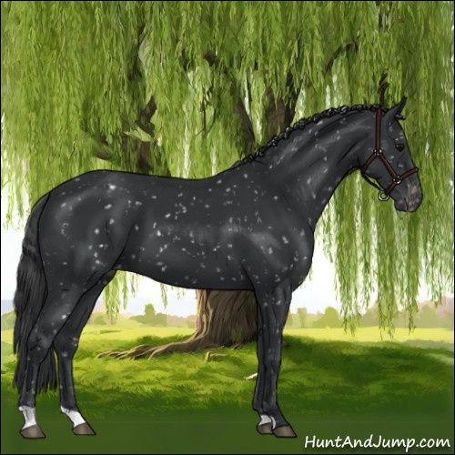Horse Color:Black Appaloosa 