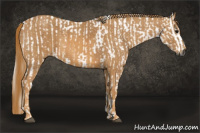 Horse Color:Gray White Spotted Black  Brindle