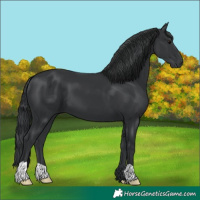 Horse Color:Black 