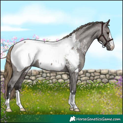 Horse Color:Smoky Grullo Near Fewspot