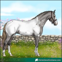Horse Color:Smoky Grullo Appaloosa 