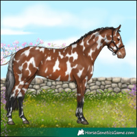 Horse Color:Bay Appaloosa 