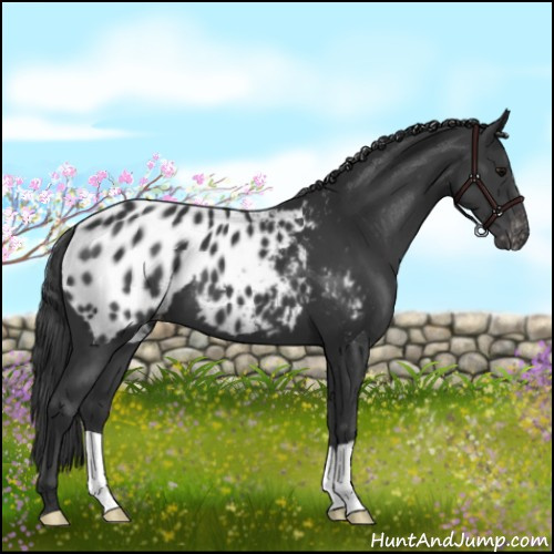 Horse Color:Black Near Leopard 