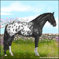Horse Color:Black Near Leopard 