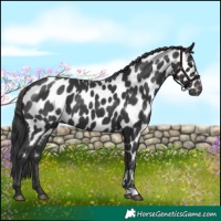 Horse Color:Black Appaloosa